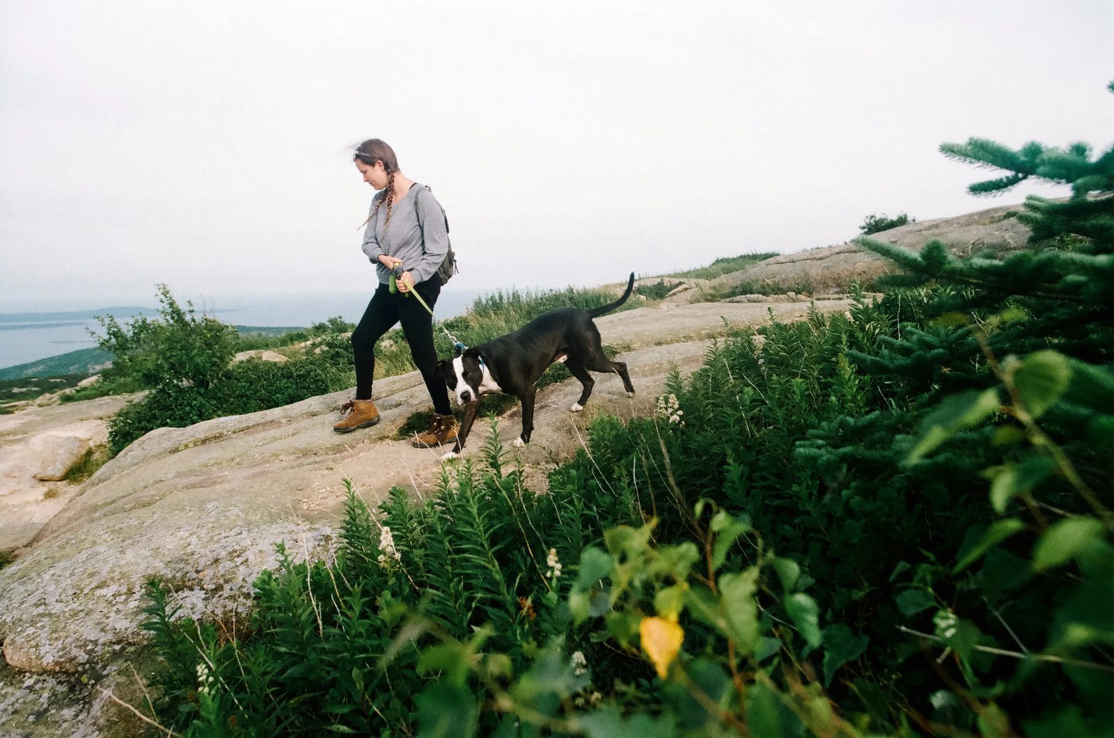 Acadia — photo 11