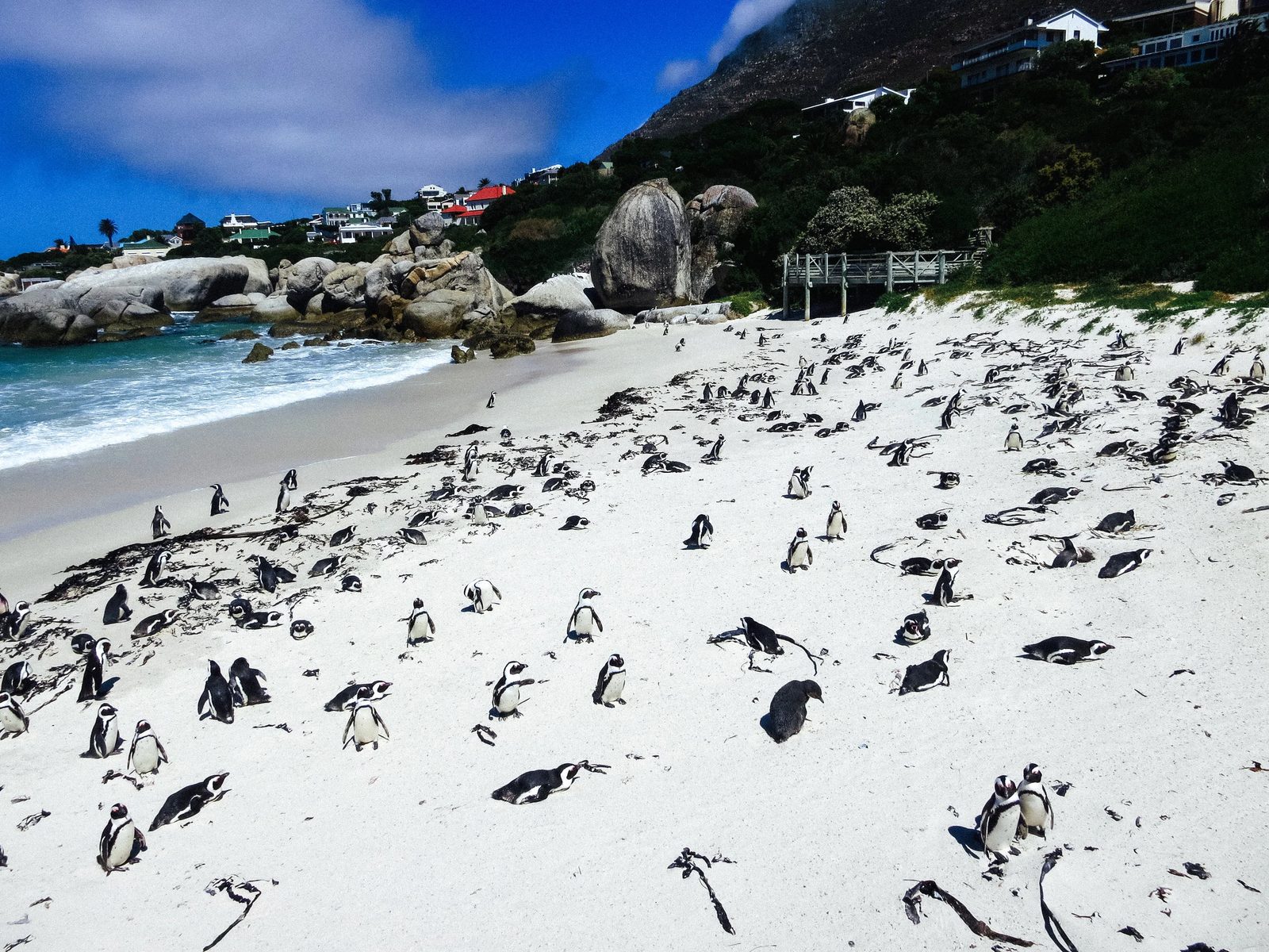 Capetown — photo 15
