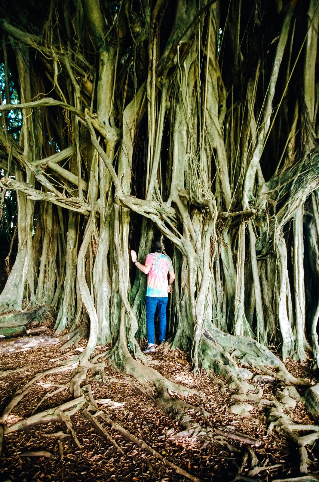 Hawaii — photo 41