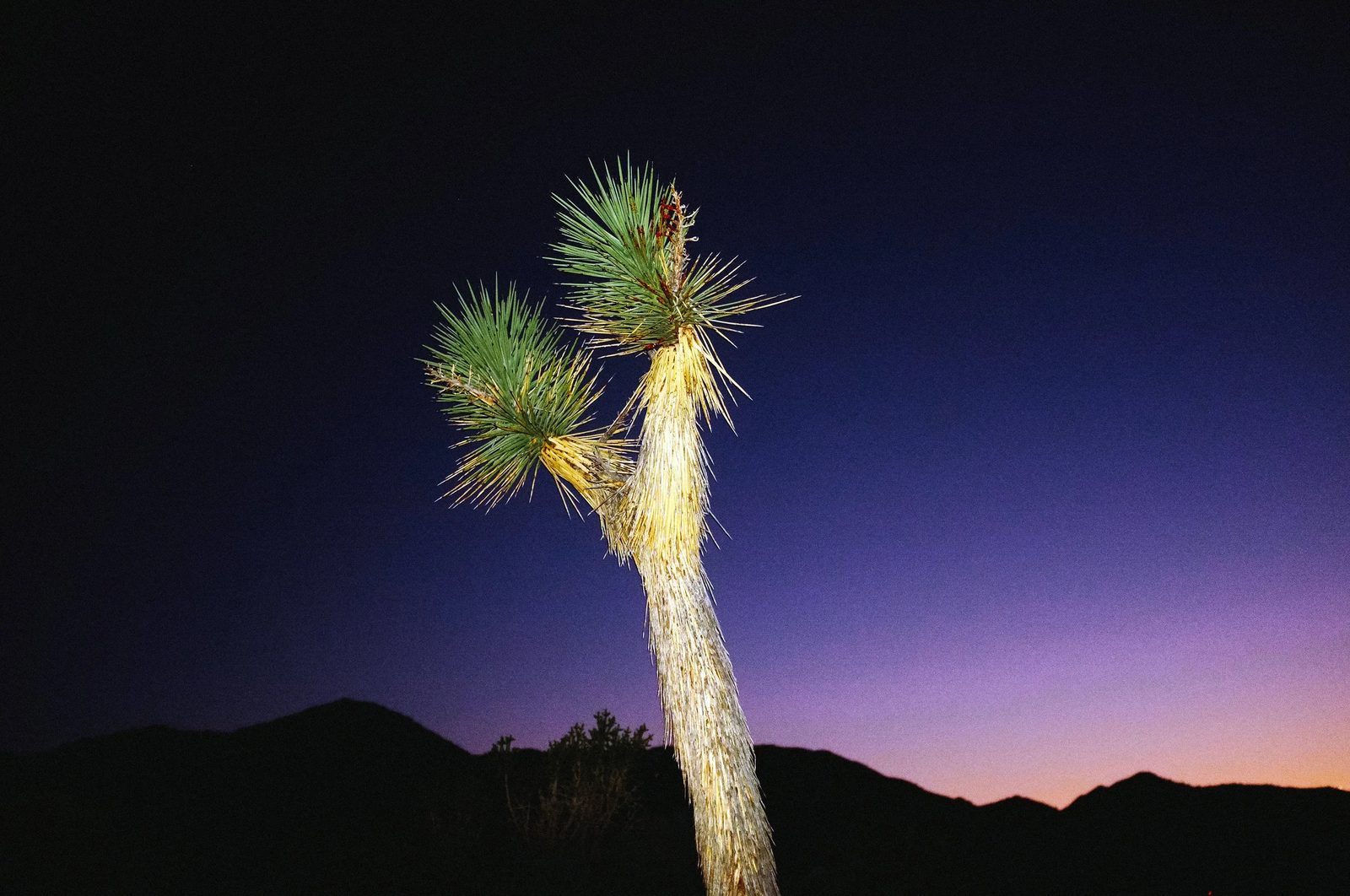 Joshua Tree — photo 39