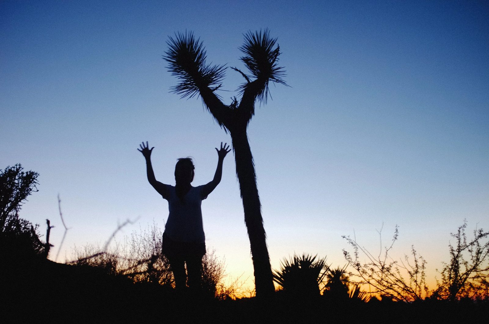 Joshua Tree — photo 40