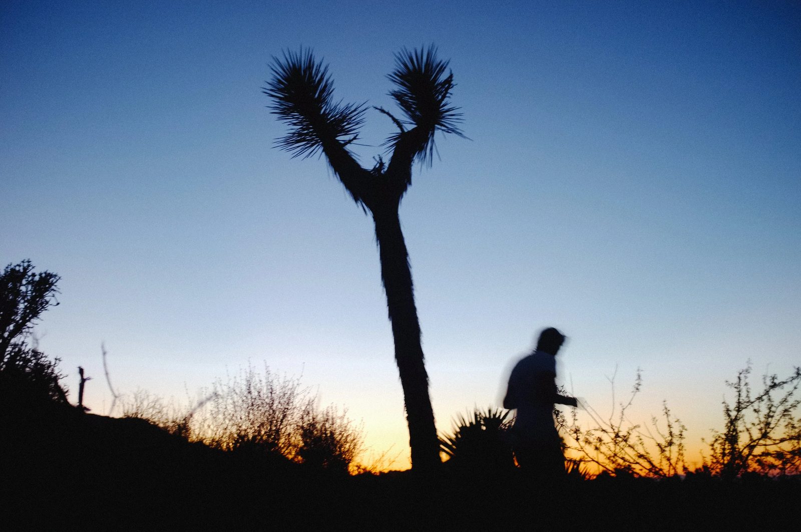 Joshua Tree — photo 41
