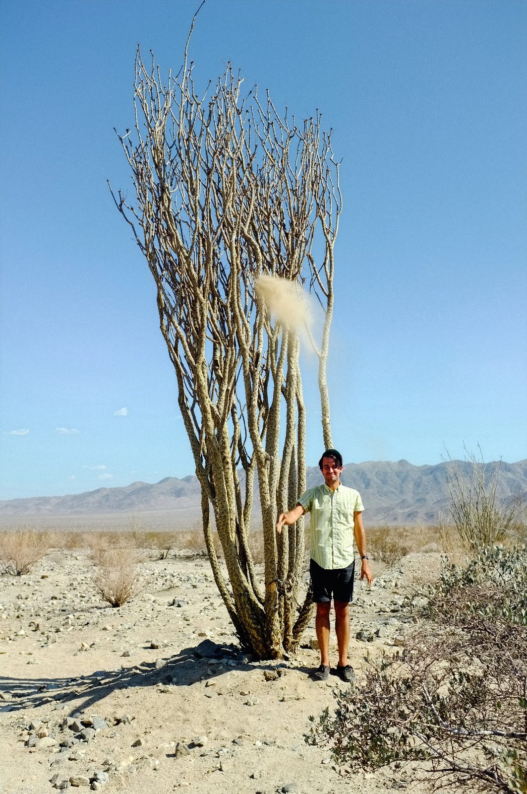 Joshua Tree — photo 16