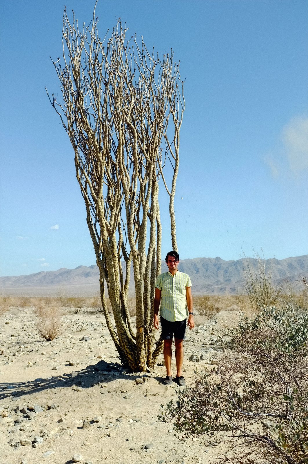 Joshua Tree — photo 18