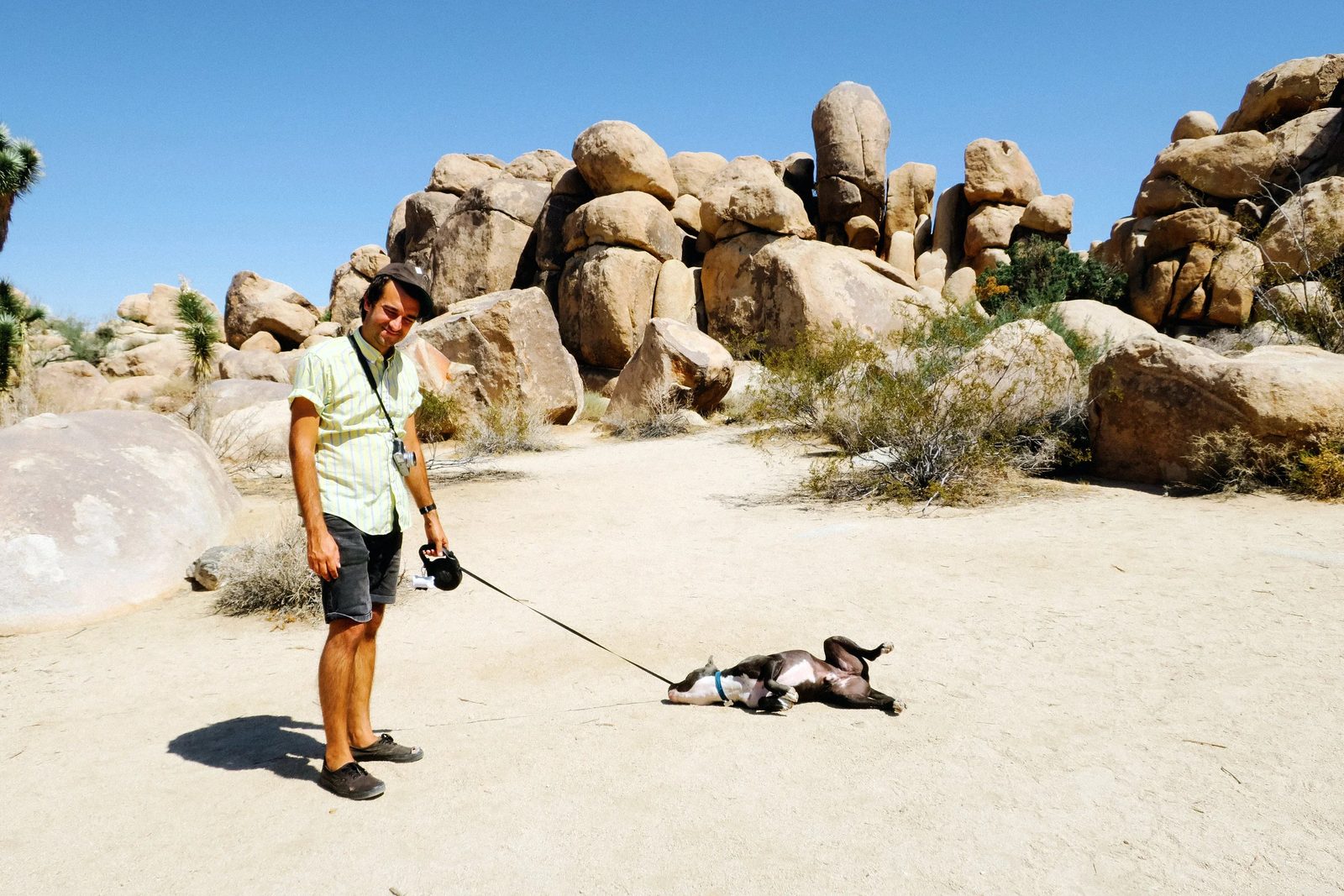 Joshua Tree — photo 22