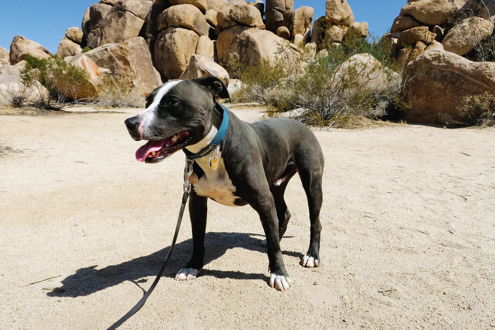 Joshua Tree — photo 23