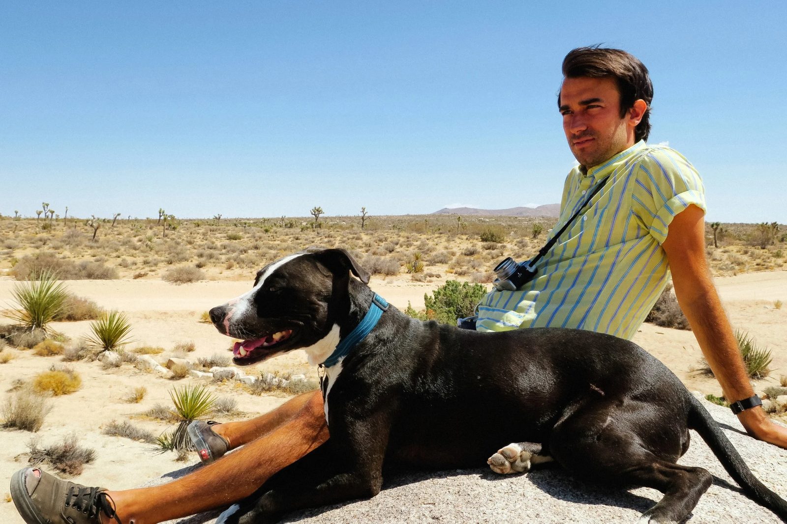 Joshua Tree — photo 5