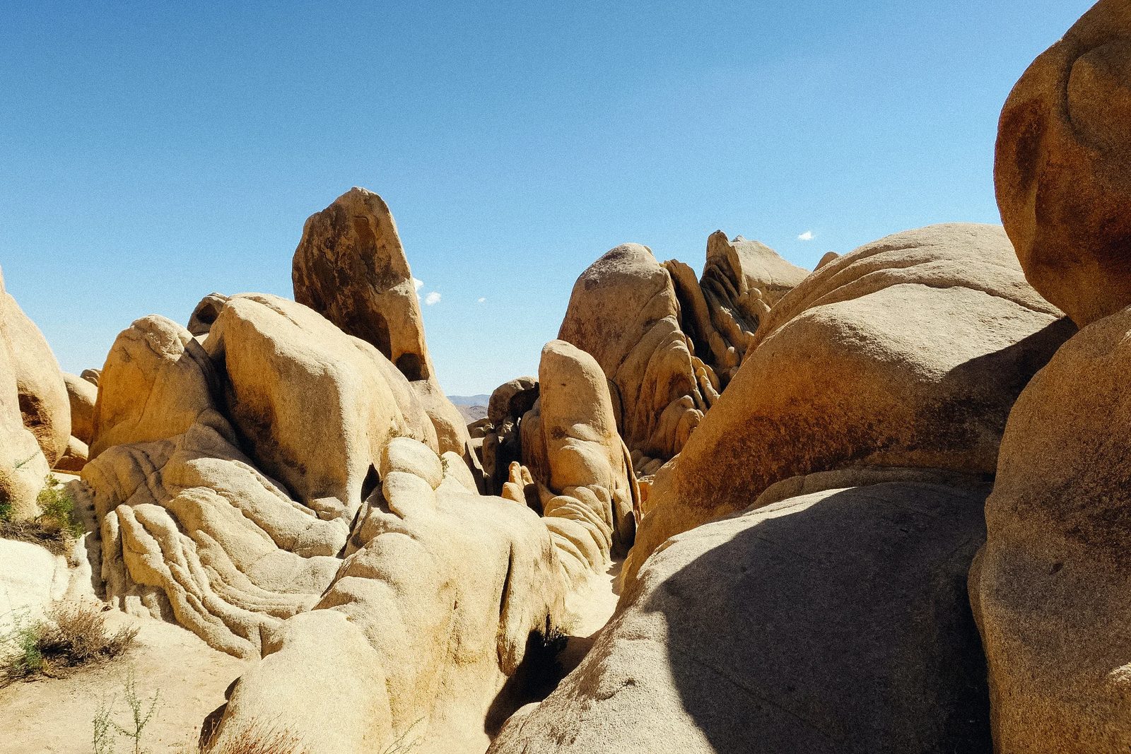 Joshua Tree — photo 13
