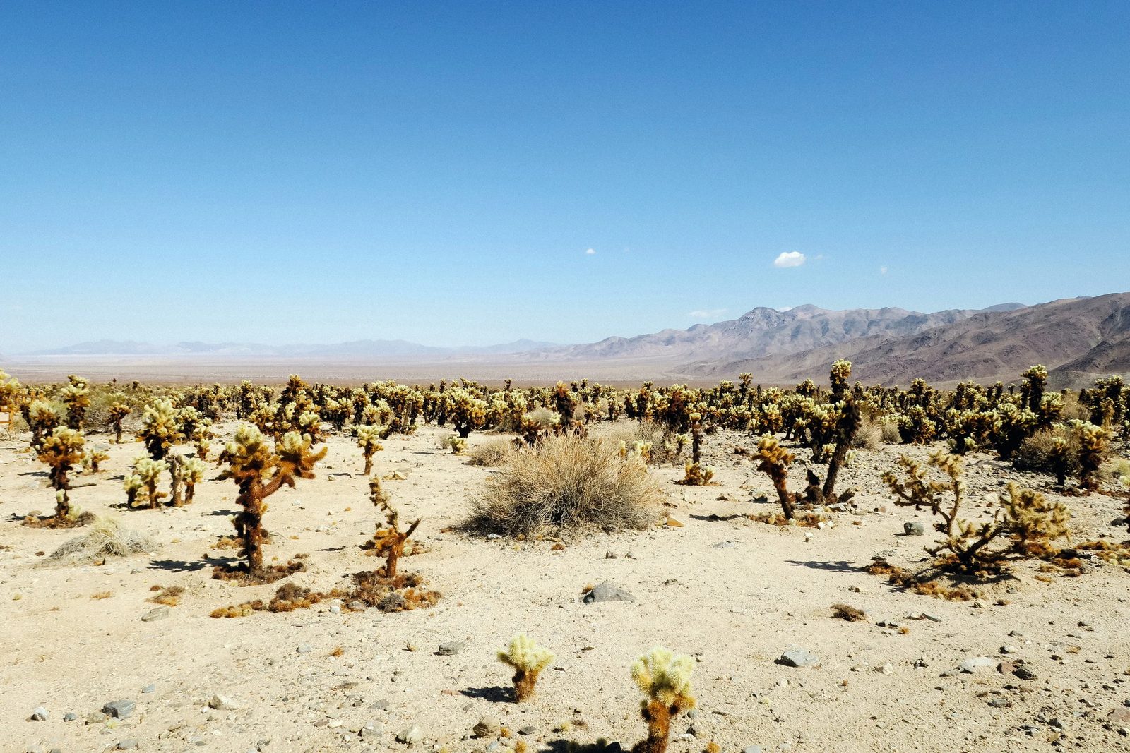 Joshua Tree — photo 9
