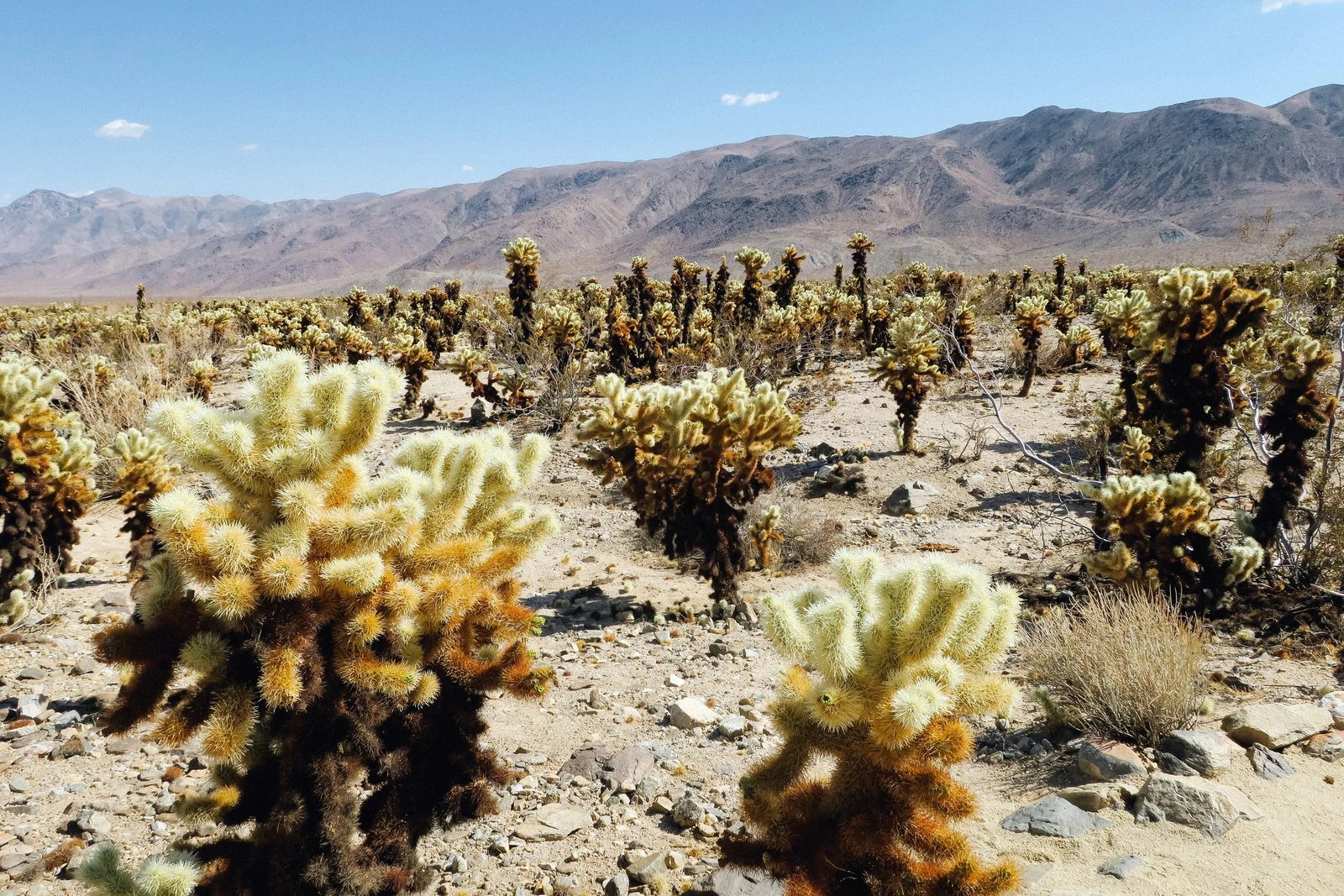 Joshua Tree — photo 10