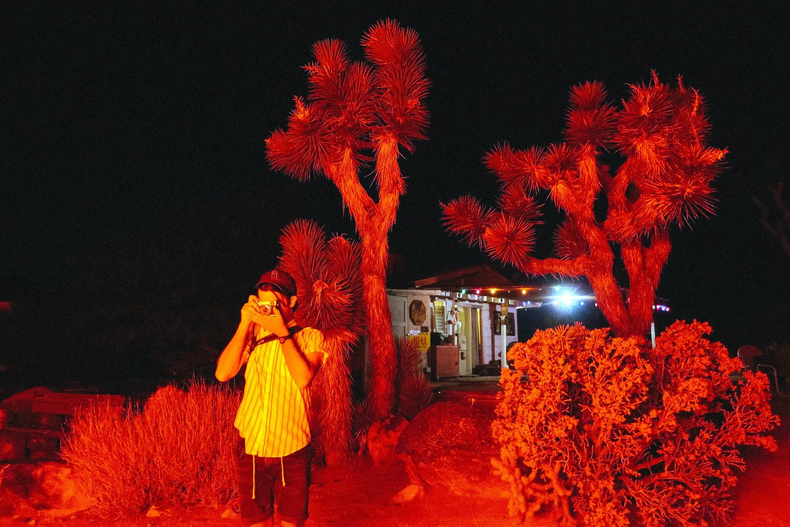 Joshua Tree — photo 50