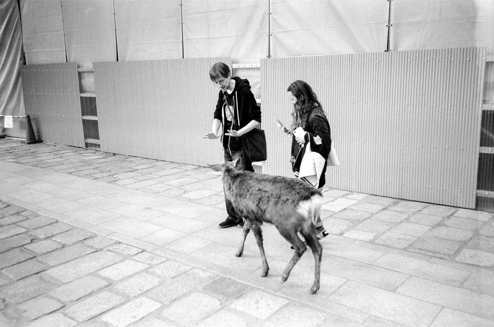 Nara — photo 18