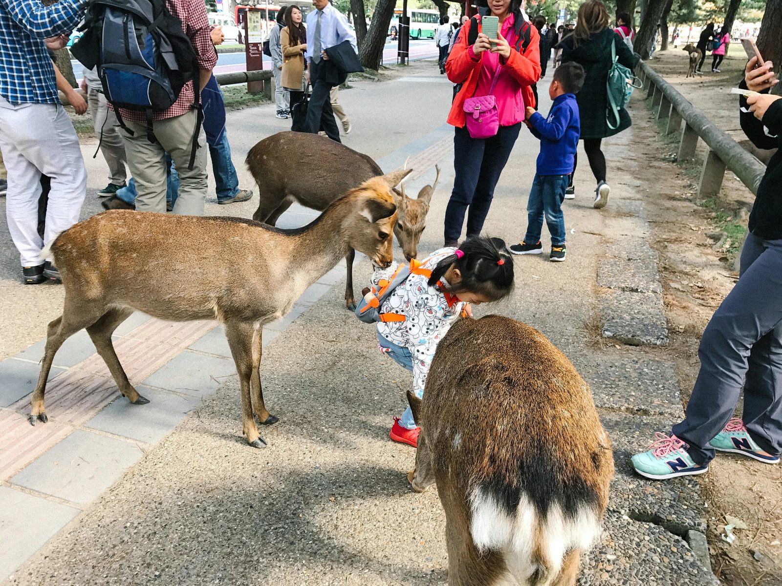 Nara — photo 5